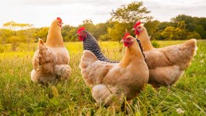 Des solutions durables pour le bien-être animal avec Biobiorico