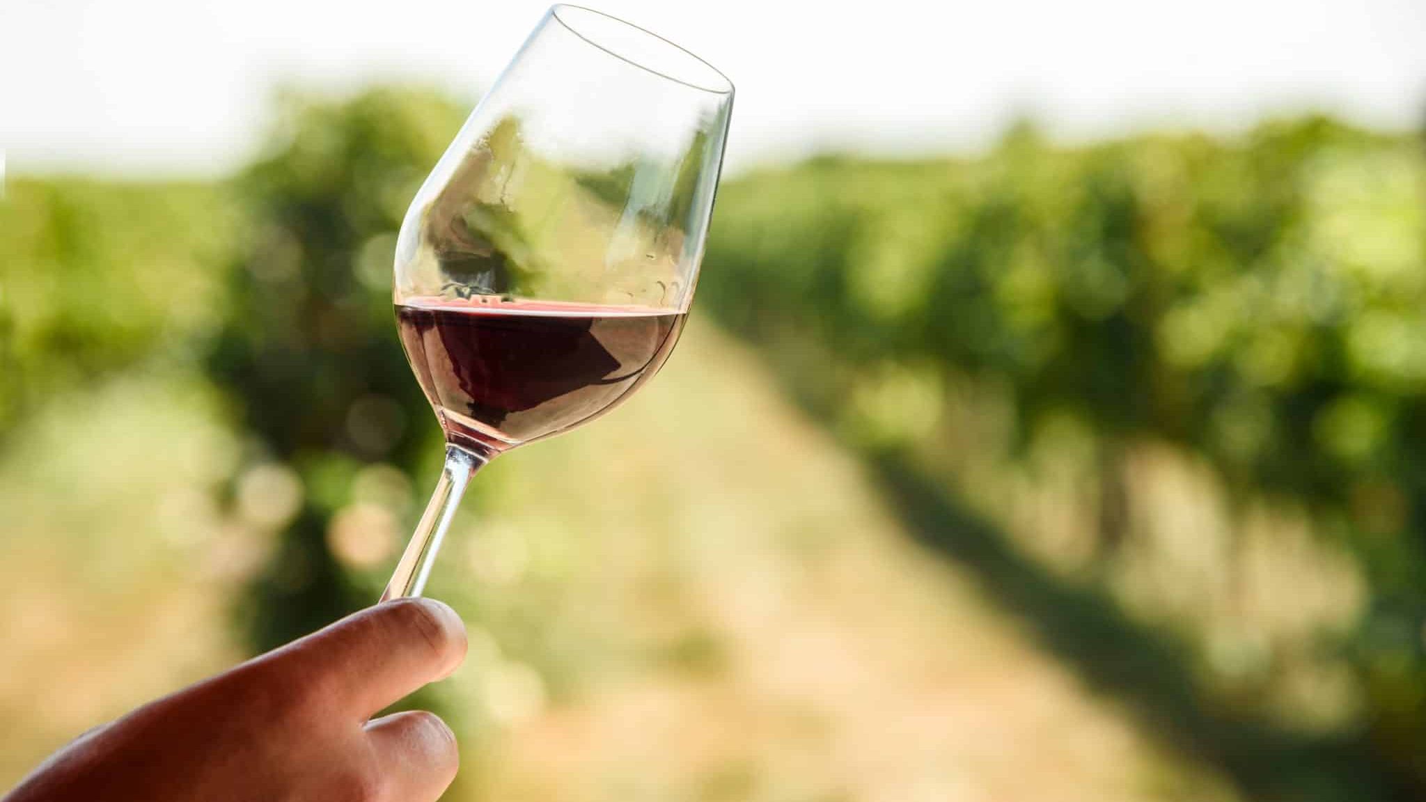 Les études menées sur les bienfaits du vin