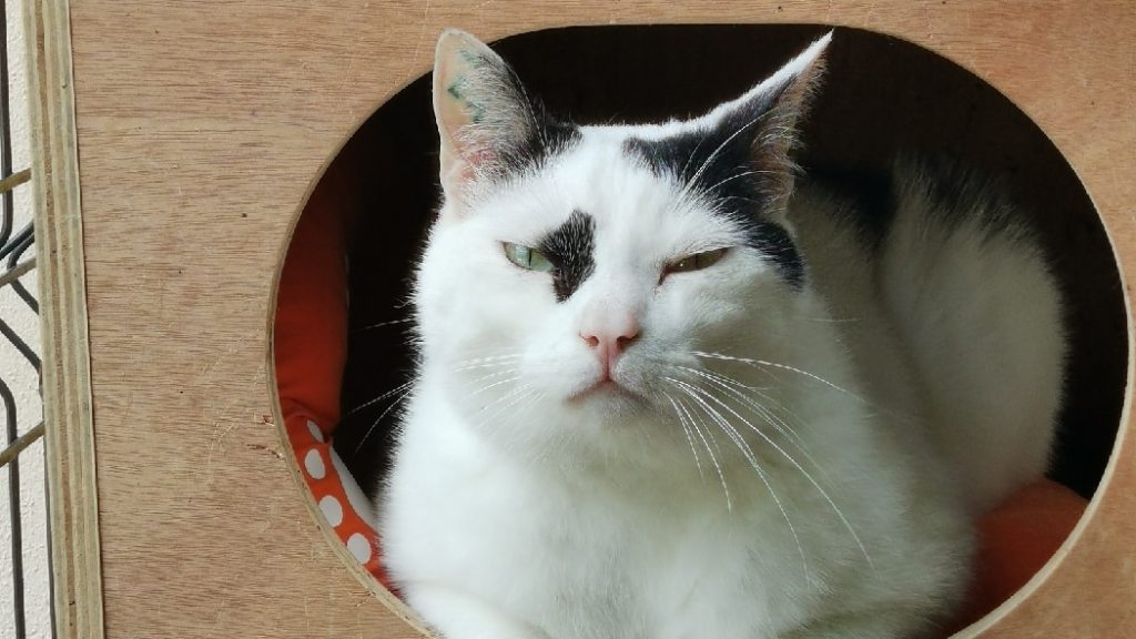 Chadaba prend soin des chats sur les aires d’autoroute