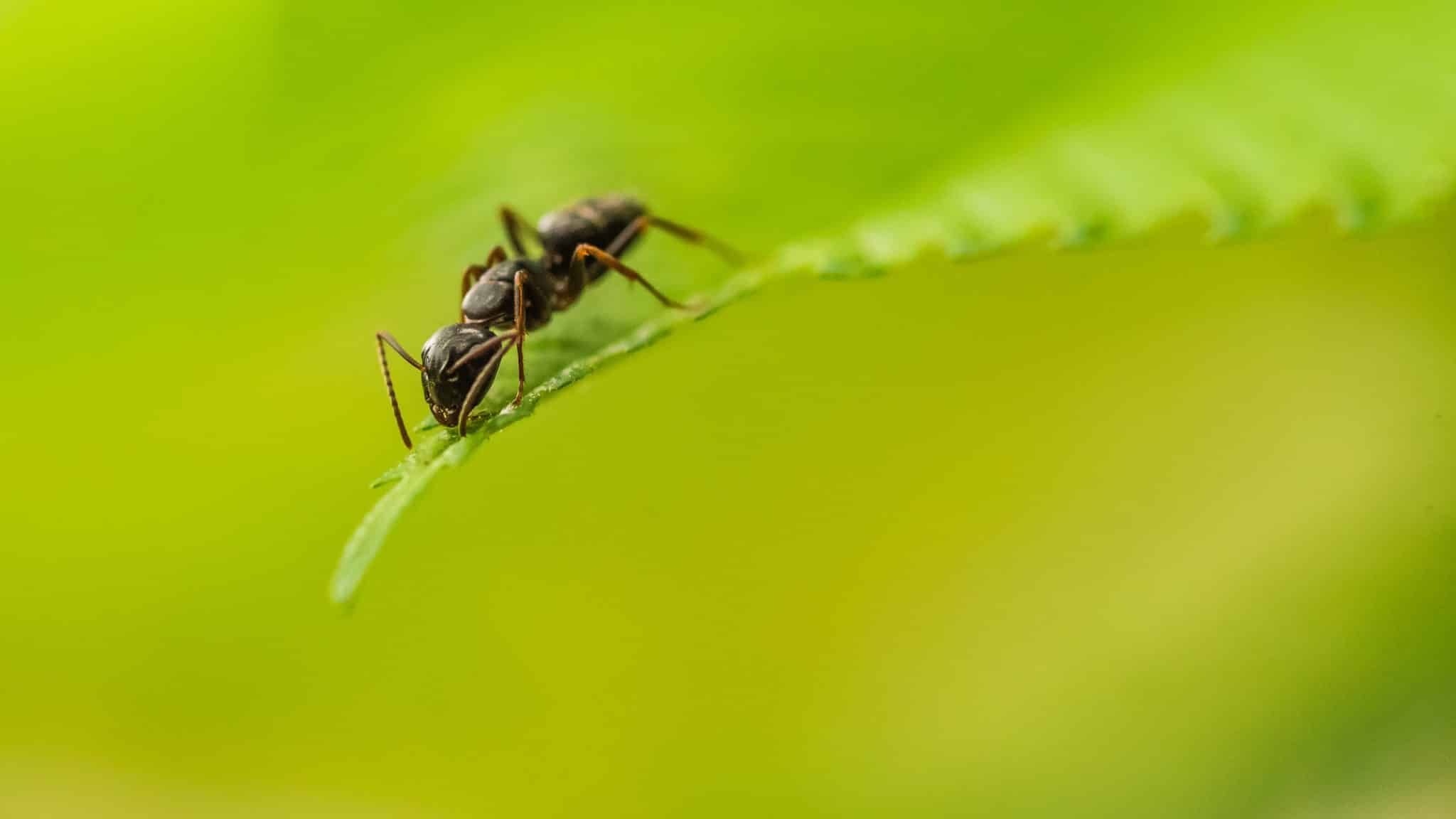 Ants, insects that know how to heal themselves