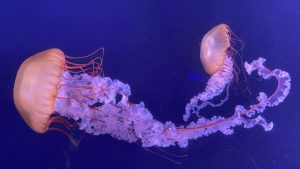 Une méduse immortelle aidera la cancérologie