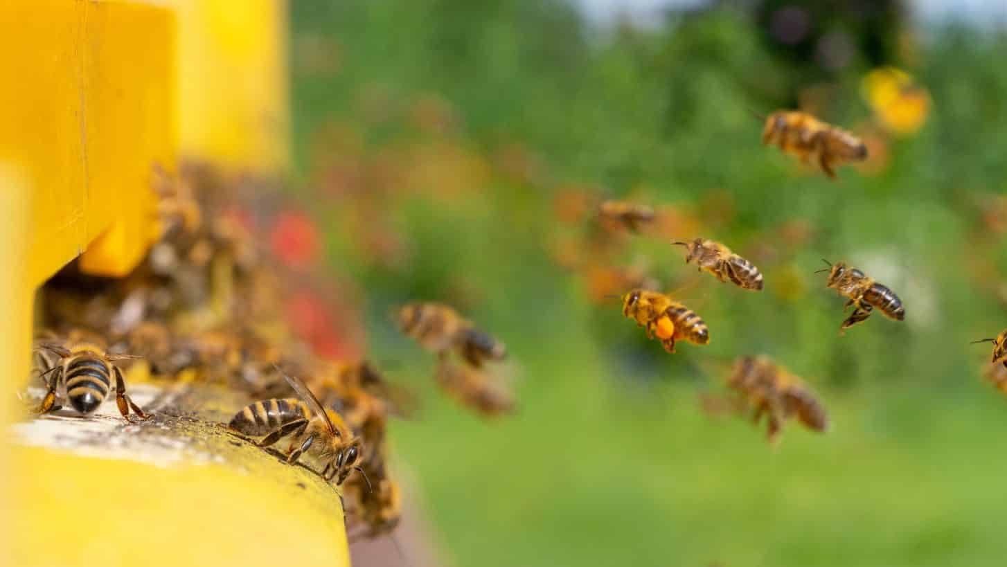 Un apiculteur veut faire revenir la nature dans une zone industrielle