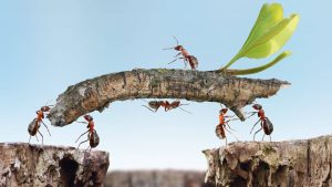 Formidables fourmis : des insectes qui nous inspirent