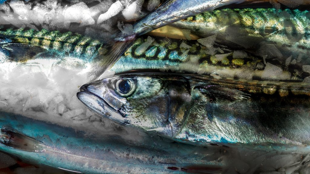 Ethic Ocean lance une appli pour bien choisir ses produits de la mer