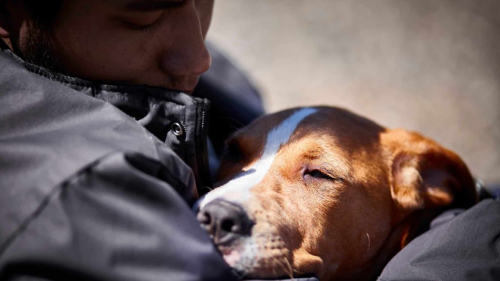 Comment rendre la future brigade de protection des animaux efficace