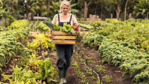 Wwoofing agriculture bio ferme