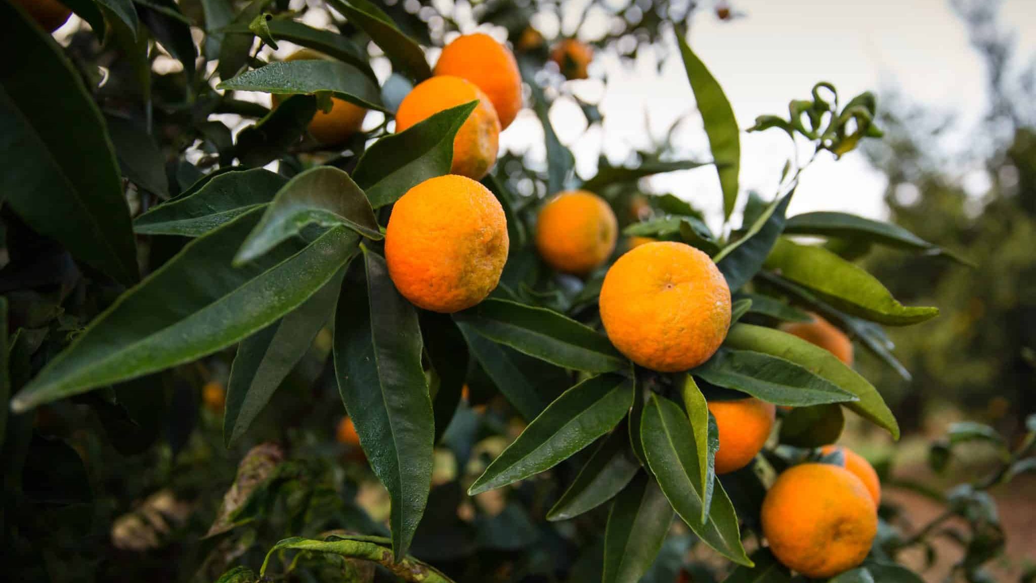 La clémentine sur son arbre avant la récolte