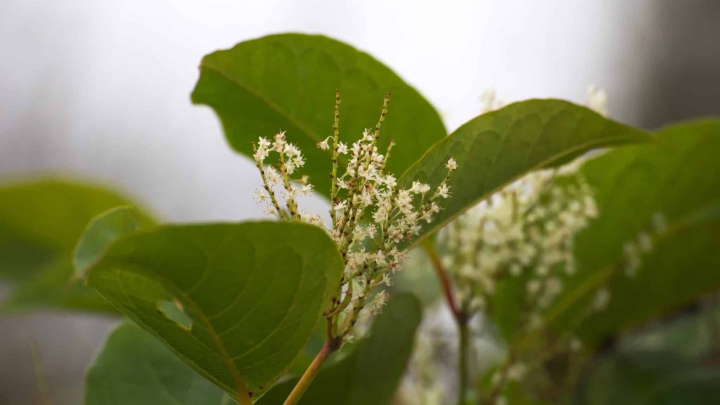 L’herboriste AirZen : la renouée du Japon, alimentaire et médicinale