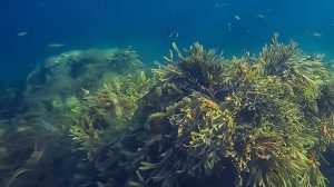 algues recifs