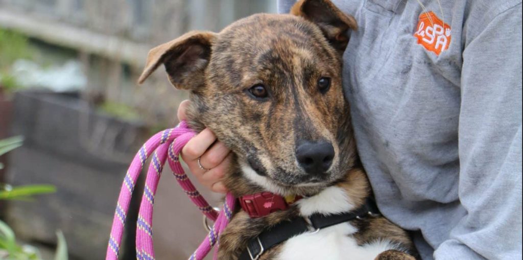 Animaux : près de Paris, immersion dans un refuge de la SPA