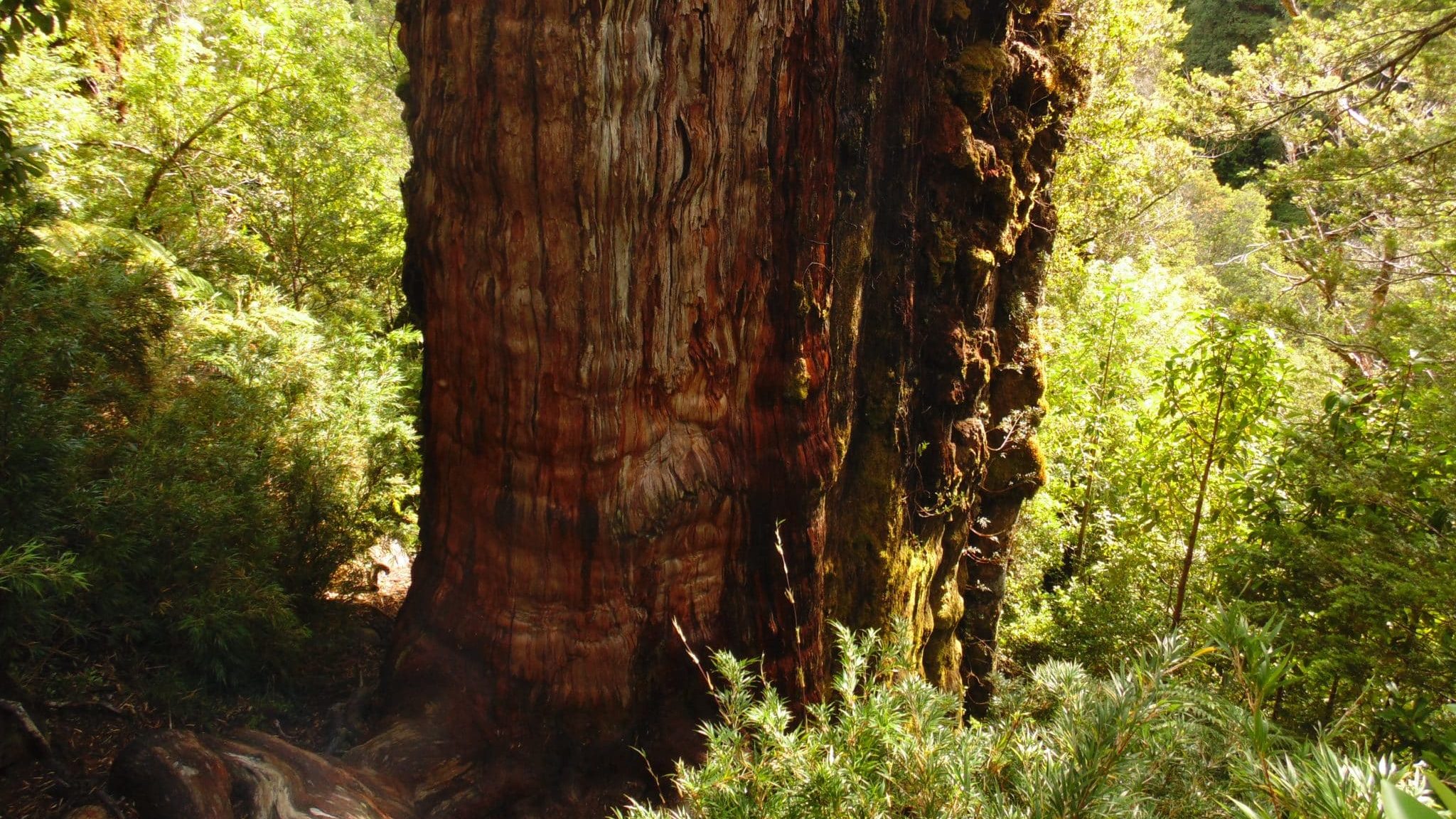 enorme tronc d'un vieil arbre
