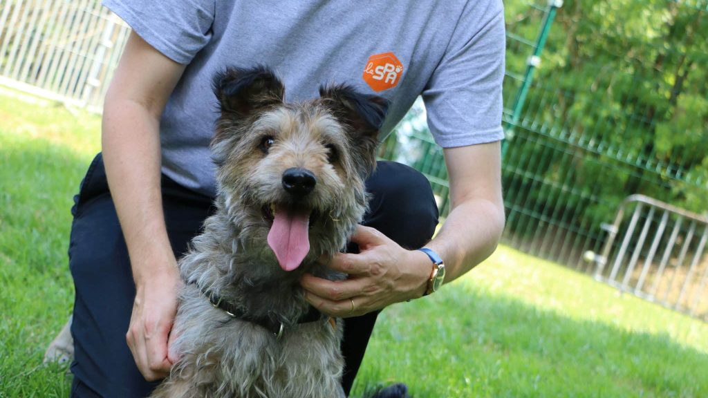 Dans un refuge de la SPA, “on vit un véritable ascenseur émotionnel”