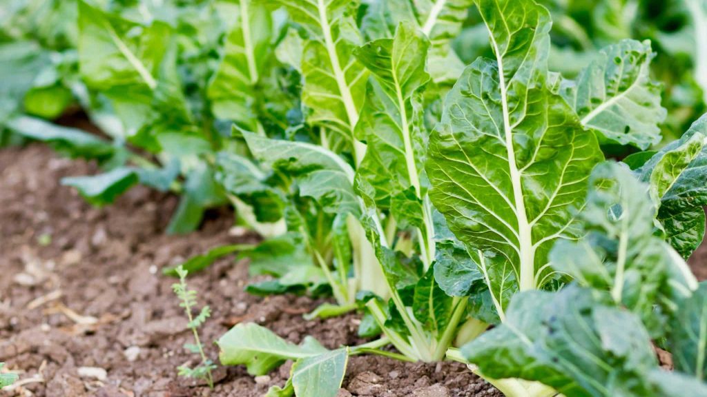 Sucre bio : et si l’avenir était dans la betterave française ?