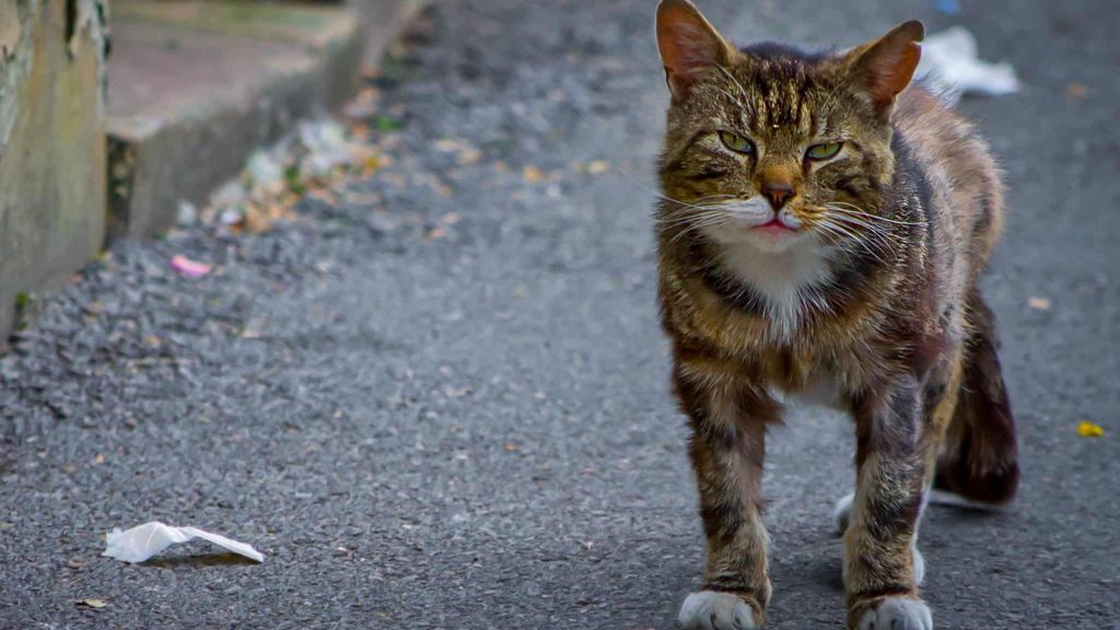 Lyon : des Chatipis pour protéger les chats errants