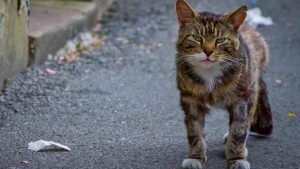 Lyon : Des Chatipis pour protéger les chats errants