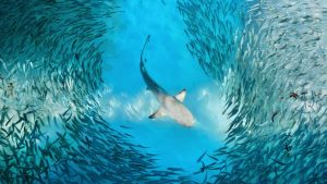 Une étude rend compte de l’état des populations de poissons