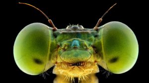 Une tête de libellule vue de très près en macro avec 2 gros yeux, un oeil de cyclope au milieu et 2 antennes
