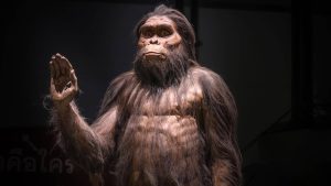 australopithèque dans un musée, levant la main droite