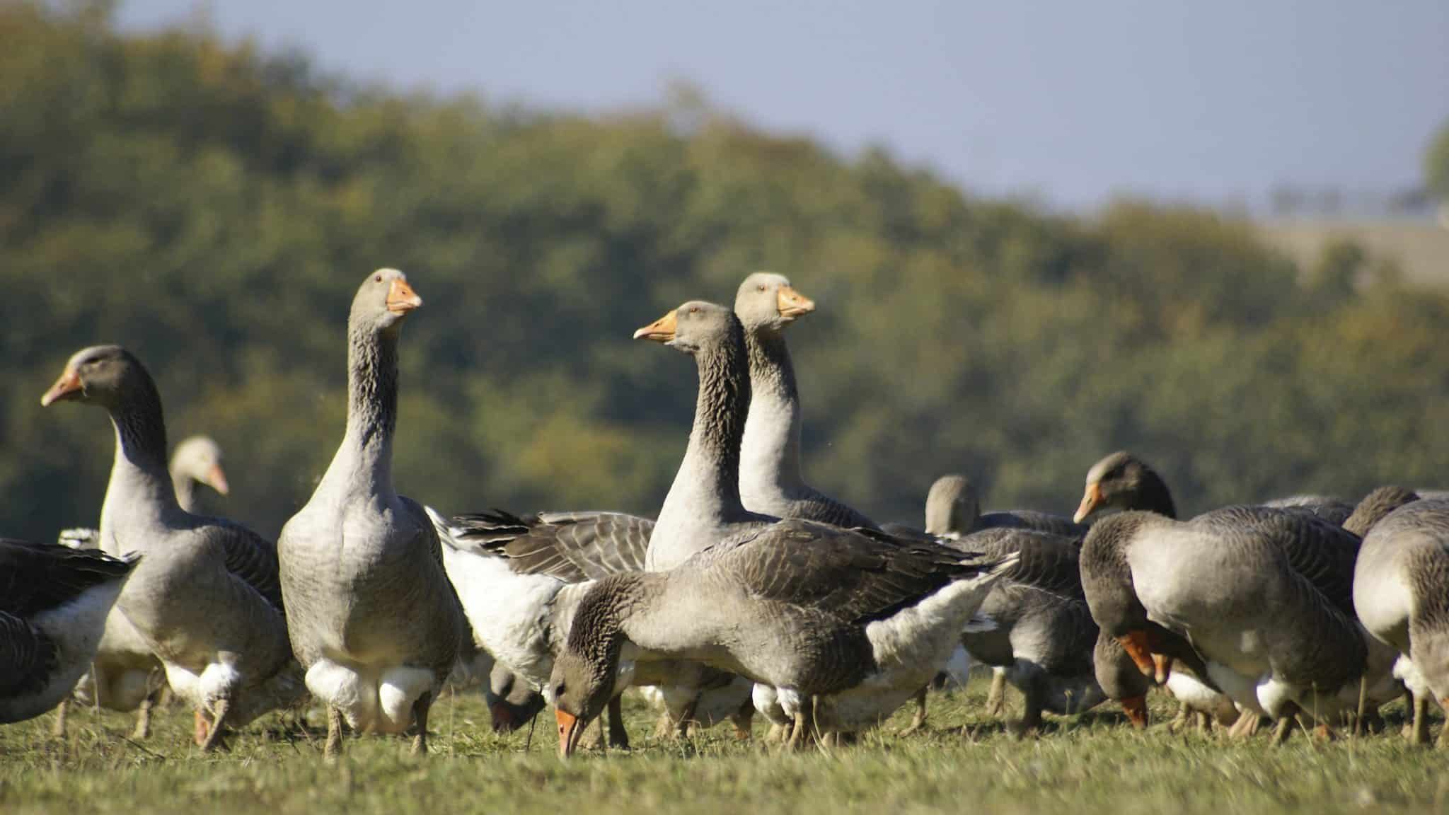 Des oies au milieu d'un pré