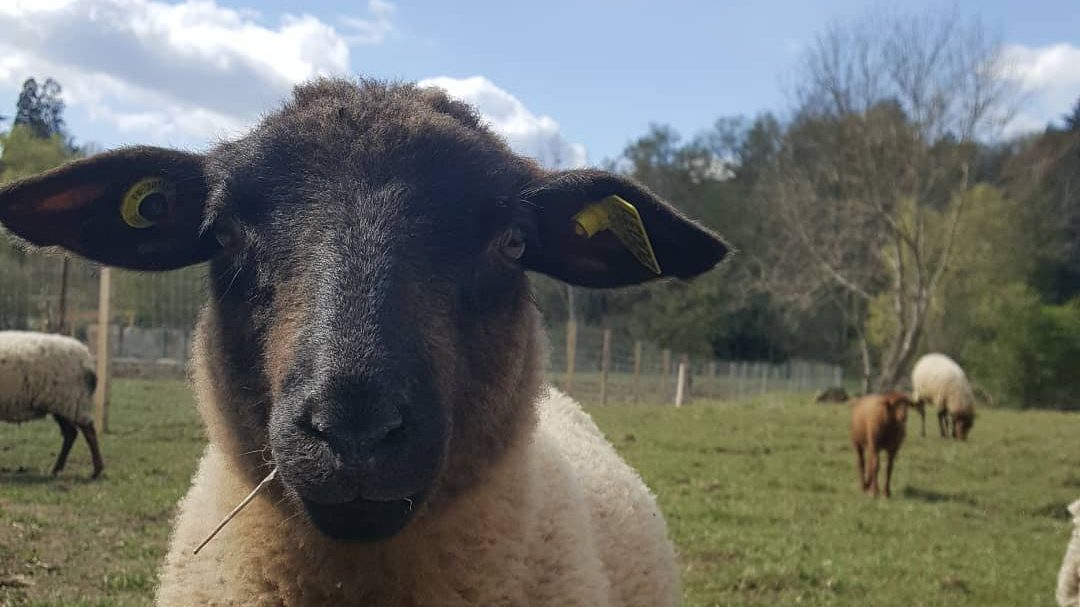 Gros plan sur un mouton, au second plan d'autres pâturent sous un ciel bleu azur