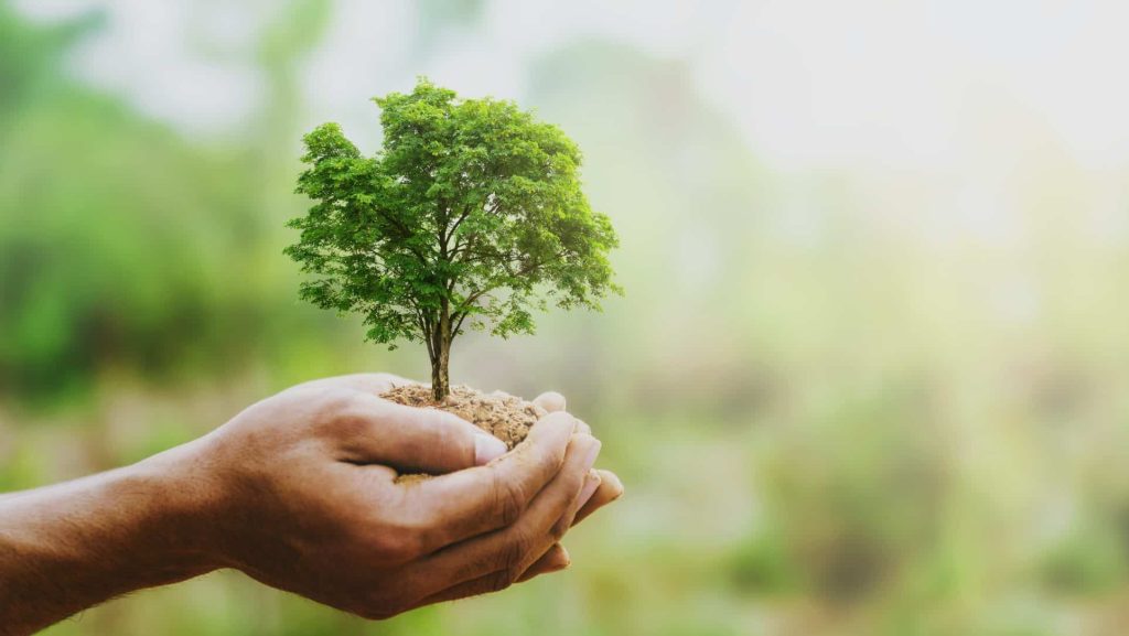 Nantes : MiniBigForest plante une mini-forêt au cœur d’un lycée