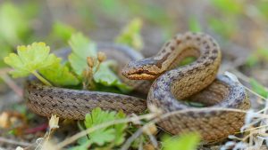 Un serpent dans la nature.