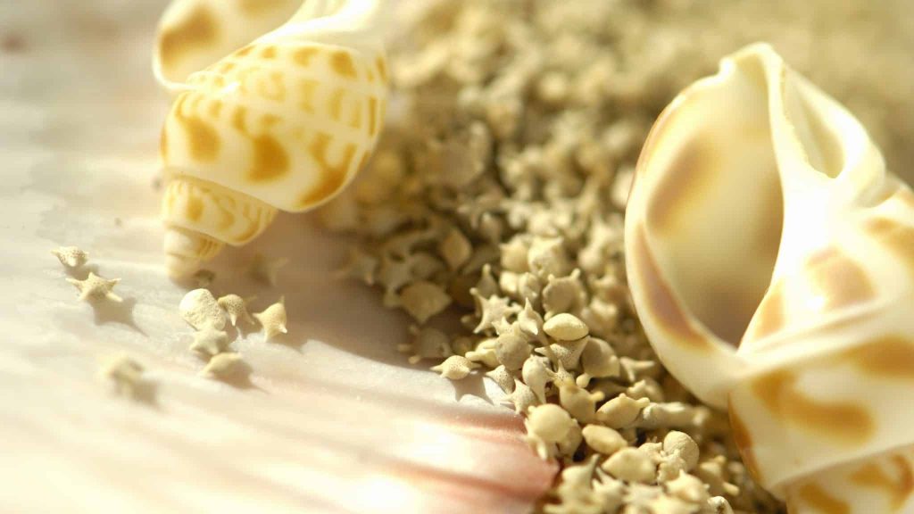 Paris : découvrir les foraminifères grâce à la réalité virtuelle