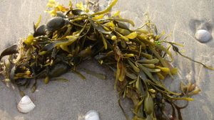 des algues marines