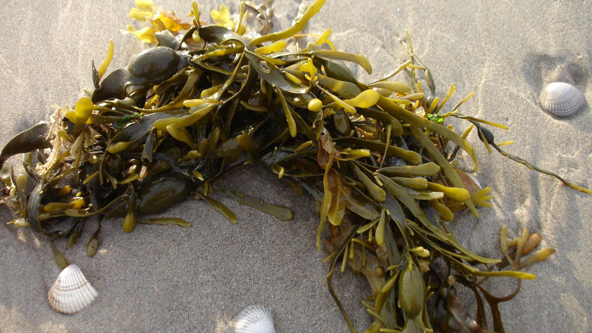 Fertilisez votre jardin naturellement avec les algues de bord de mer