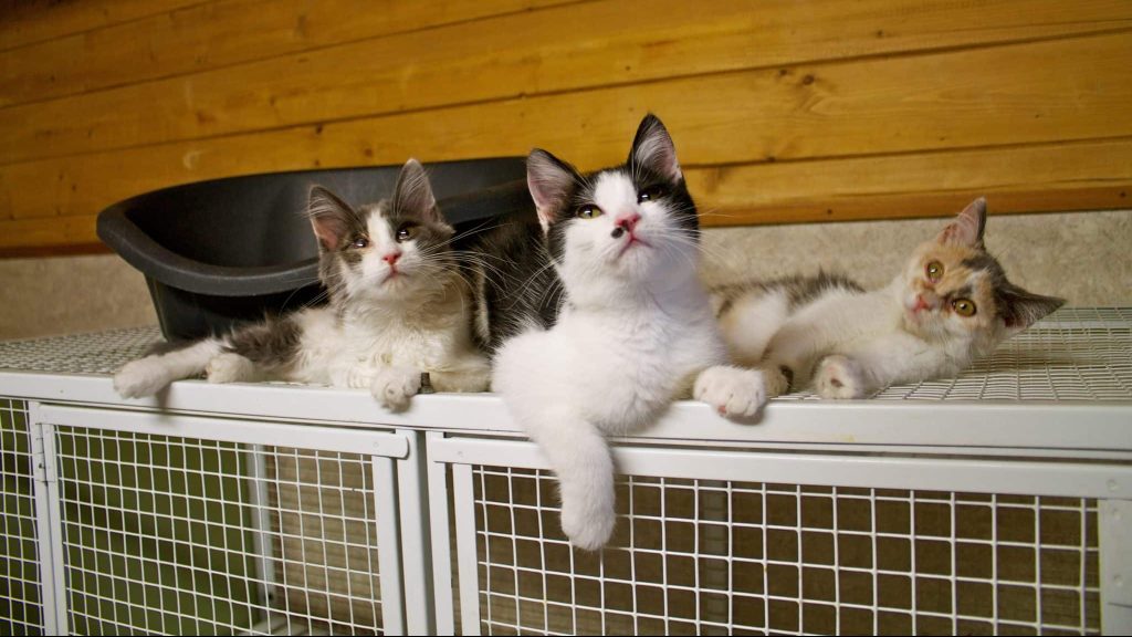 Cette association œuvre pour la sauvegarde des chats des aéroports