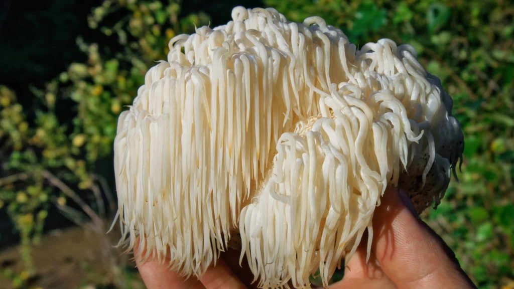 L’herboriste AirZen : l’héricium, un champignon rare et précieux