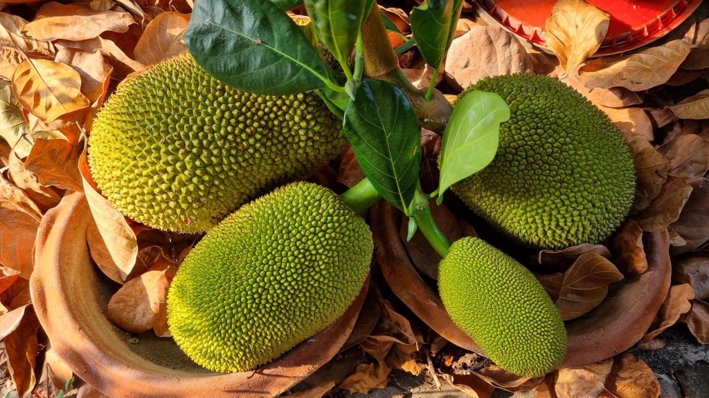 Alimentation : le fruit du jacquier, une alternative à la viande