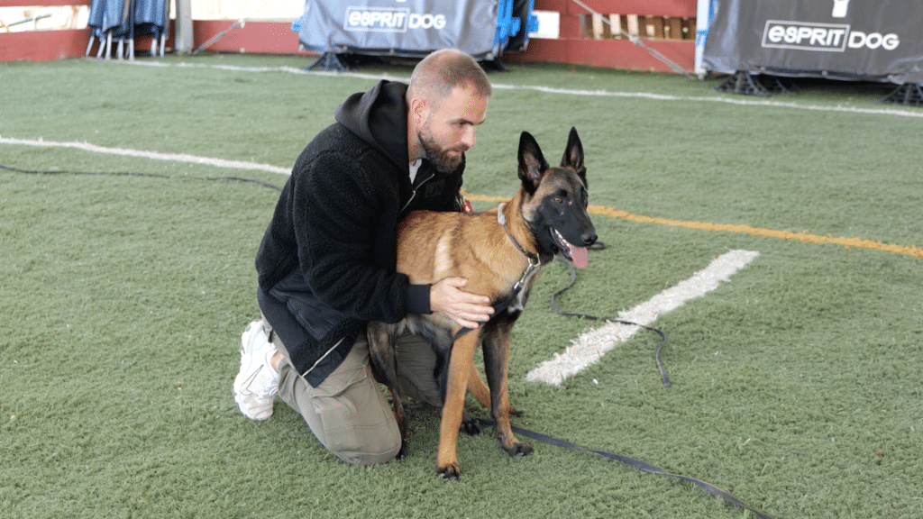 Les colliers de dressage pour chiens et chats désormais interdits