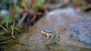 grenouille dans une rivière