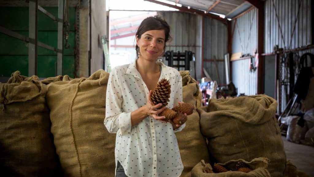 L’huile de graine de pin maritime, un produit unique au monde