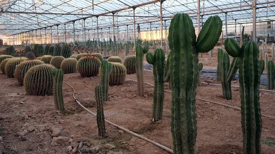 cactus Toukipic