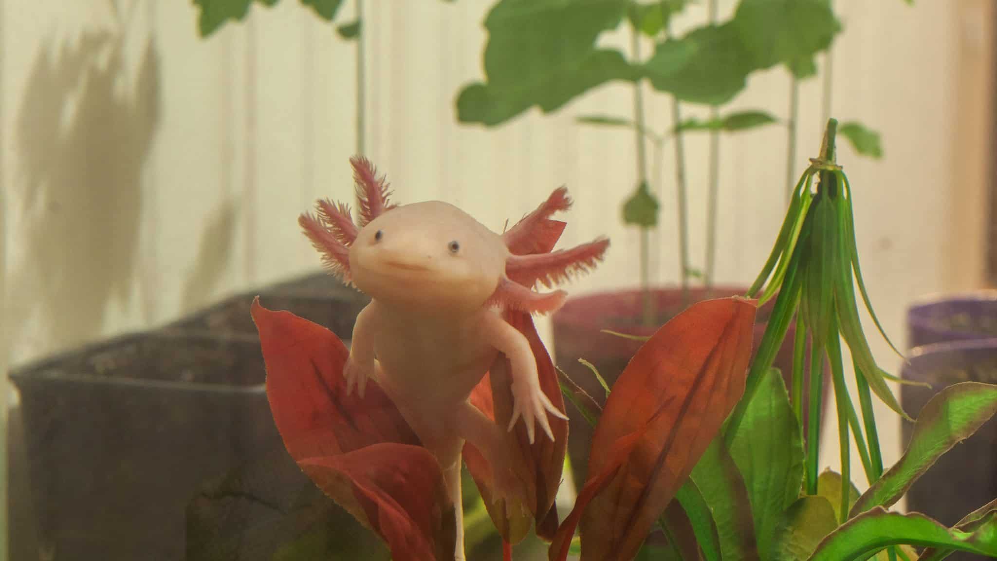 Animaux : l’axolotl est-il l’avenir de l’homme ?
