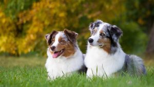 Le berger australien, chien préféré des Français.