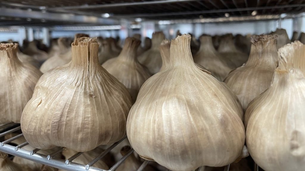 Gers : l’ail noir, un condiment méconnu aux nombreuses vertus 