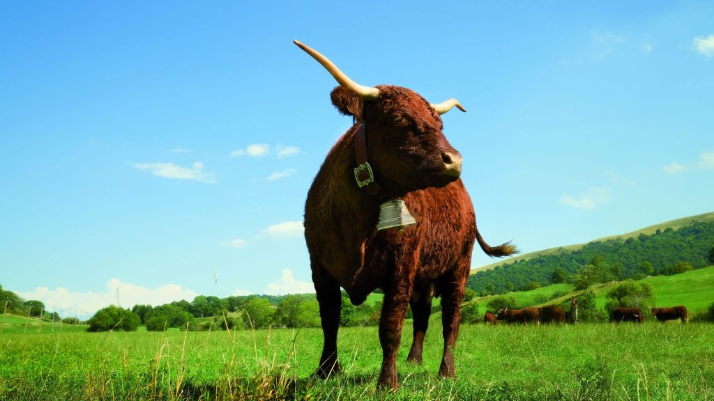 Ovalie, vache Salers égérie du Salon de l’Agriculture 2023