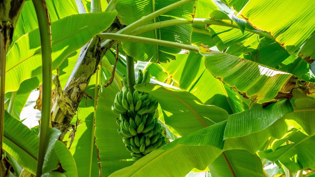 Green Whisper : des vêtements en fibre de bananiers à impact positif