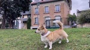 éduquer son chien