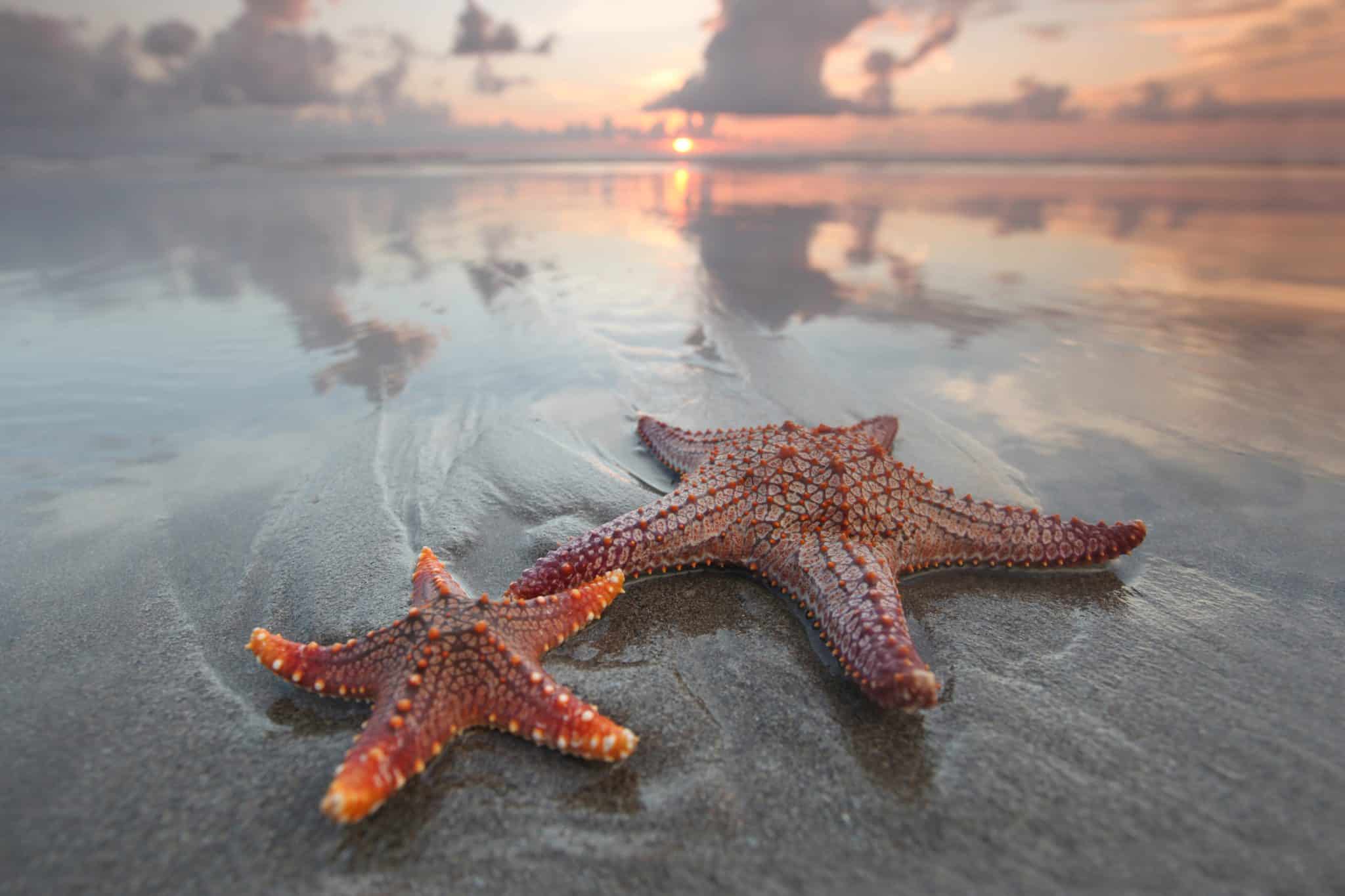 Les Étoiles dans la mer, une association pour vaincre le glioblastome
