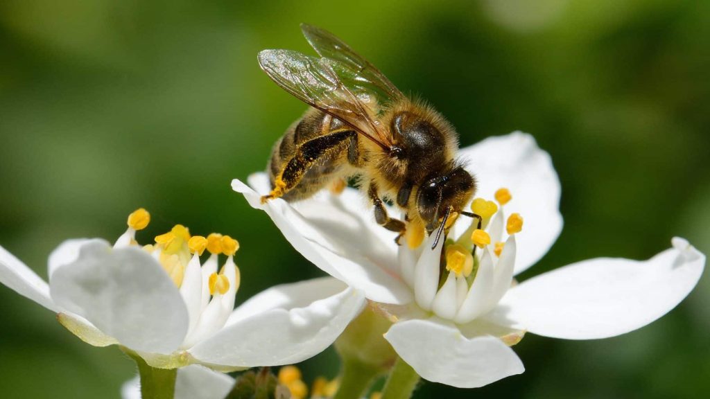 BeeGuard : mesurer la qualité de l’environnement grâce aux abeilles
