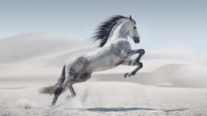 Un cheval blanc dans le sable.