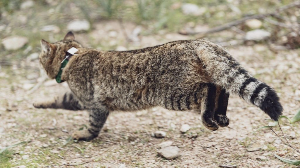 Corse : le chat renard, une espèce bientôt reconnue