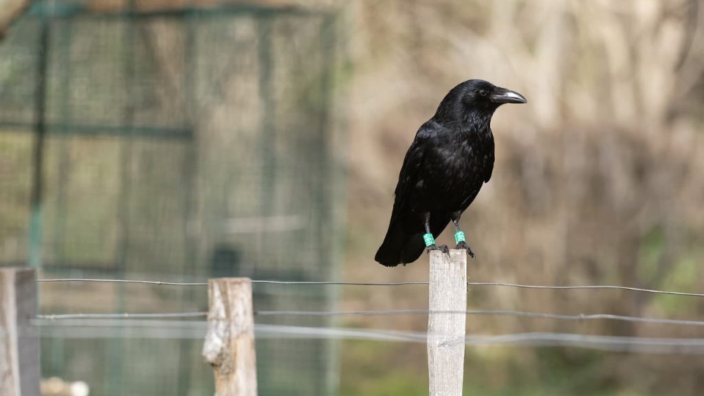 Paris : une BD pour découvrir la face cachée des corneilles