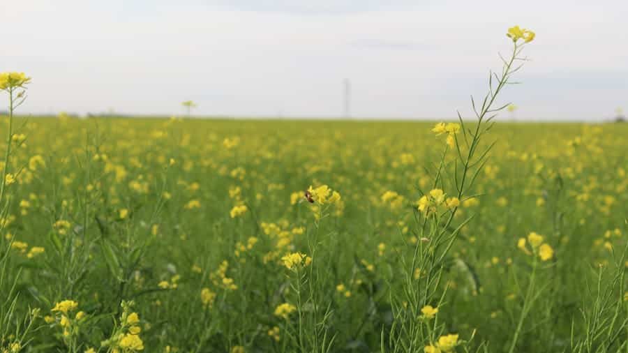 Un champ fleuri de moutarde