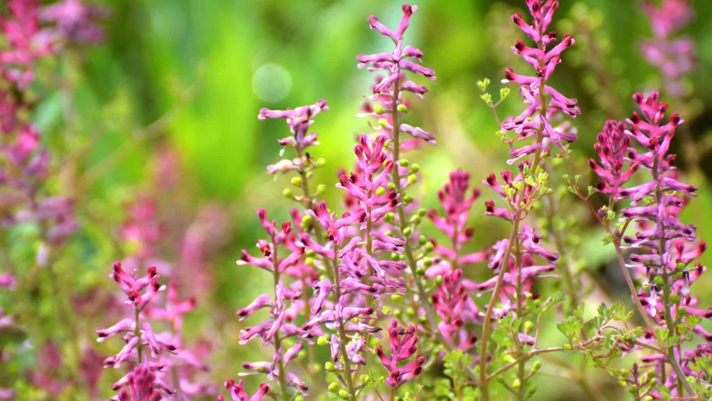 L’herboriste AirZen : la fumeterre, pour la digestion difficile