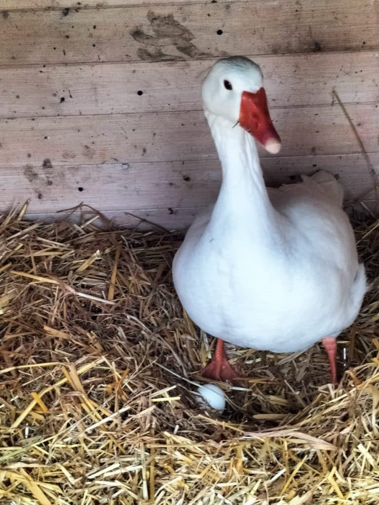 Les protégés de William offre un sanctuaire aux animaux en détresse